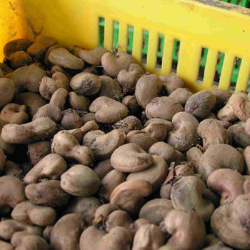 Essem Trading Cashew Nuts